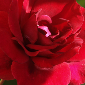 Питомник РозPoзa Ред Парфум - Лазающая плетистая роза (клаймбер)  - красная - роза с интенсивным запахом - Андре Ив - Ароматная плетистая роза, напоминающая чайно-гибридные розы.